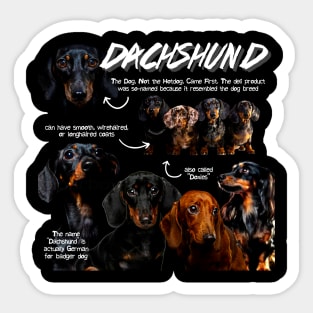 Dachshund Fun Facts Sticker